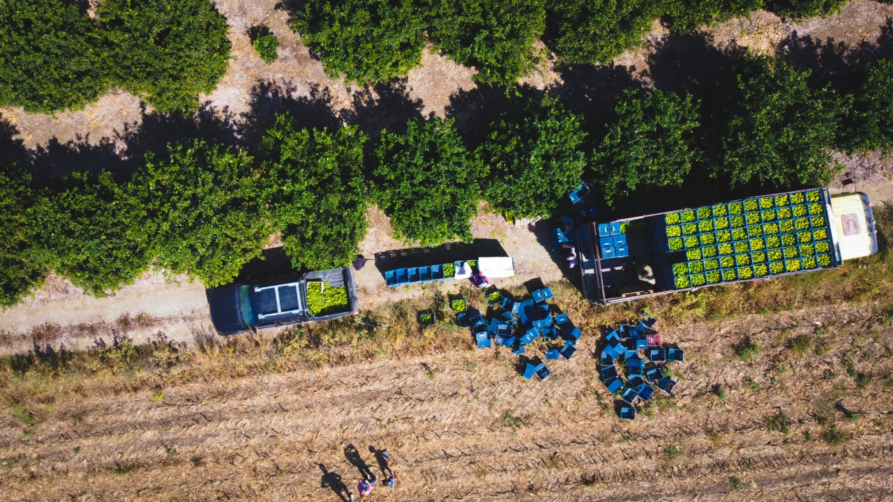 Geçen sene bahçede 1 TL'ydi, bu yıl 20 TL