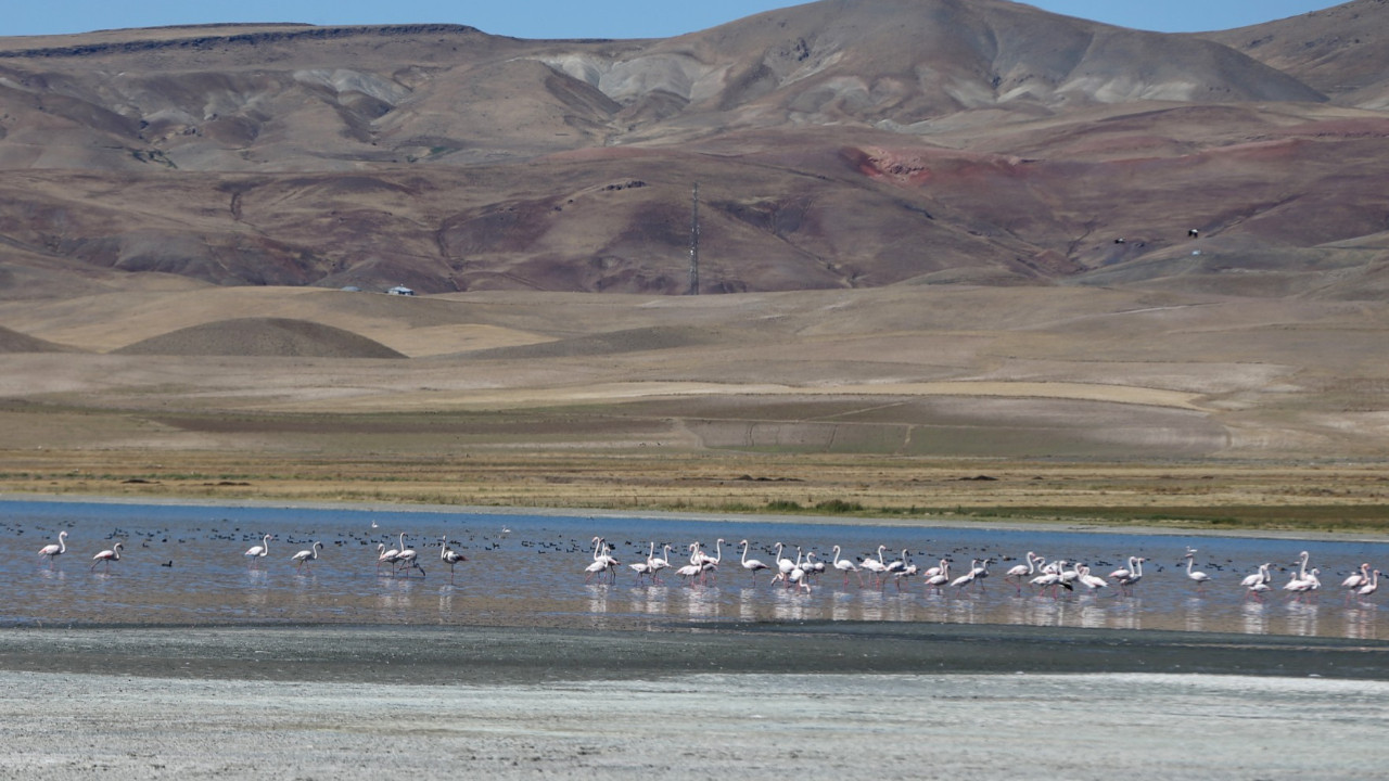 Kuş cennetinde ürküten görüntü