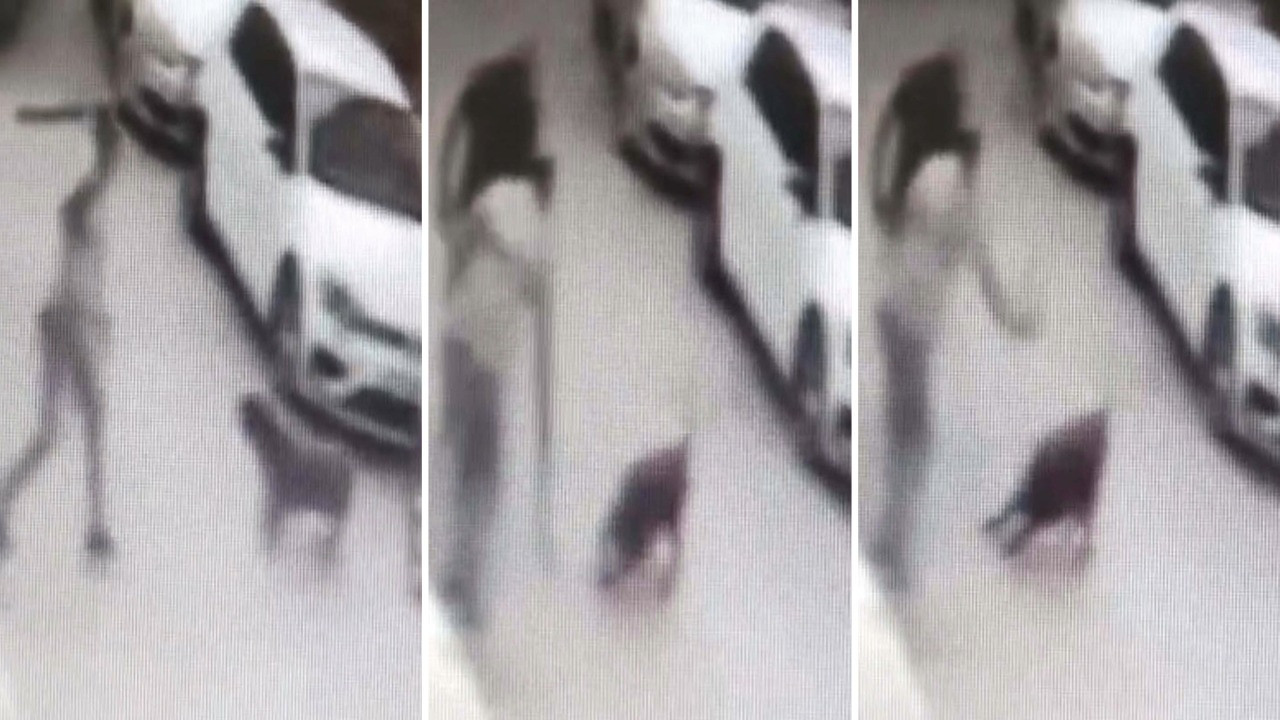 Sokak köpeğine kemerle vuran şüpheli gözaltına alındı