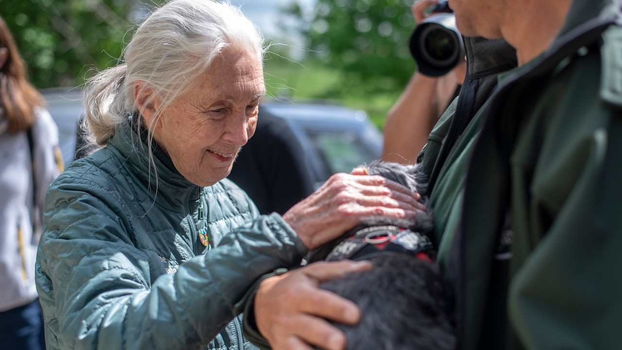 Jane Goodall yaşamını yitirdi