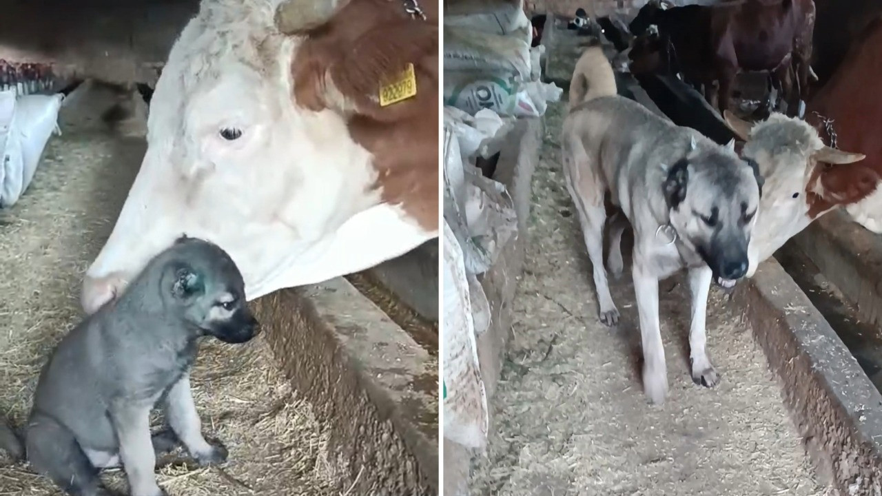 Yavru kangala annelik yaptı: O ineğe artık kimse yaklaşamıyor