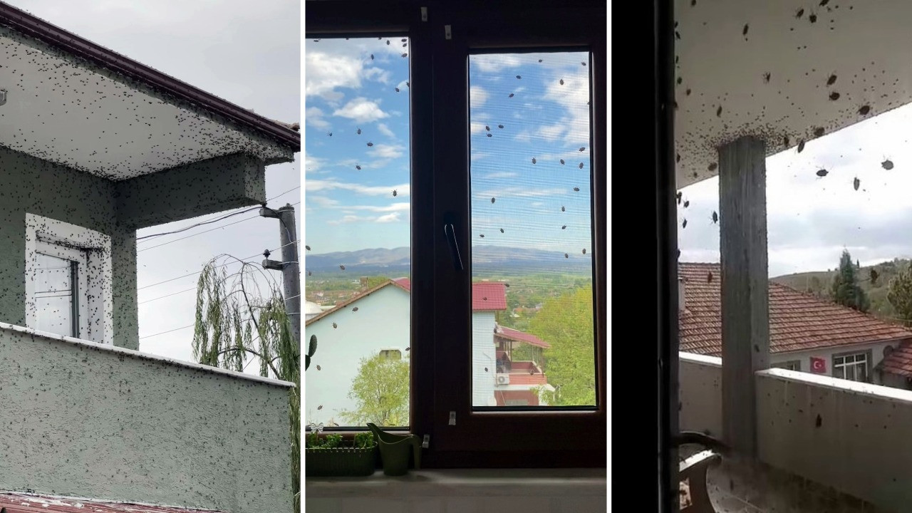 Kahverengi kokarcaların sardığı bina adeta renk değiştirdi