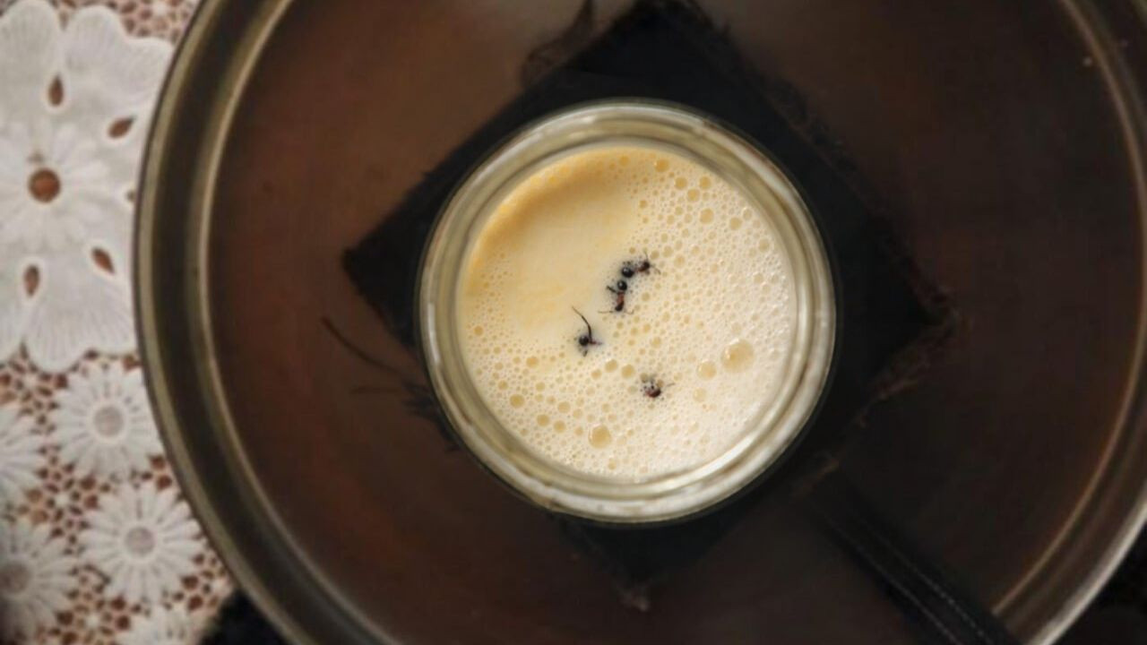 Karınca kattılar, yoğurda dönüştü: Michelin restoranında test edildi