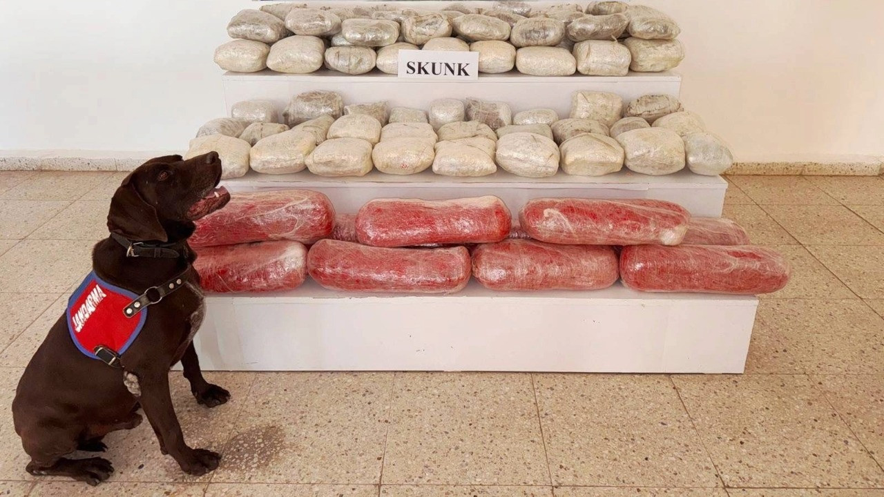 Arazide 61 kilo skunk ele geçirildi: 1 gözaltı