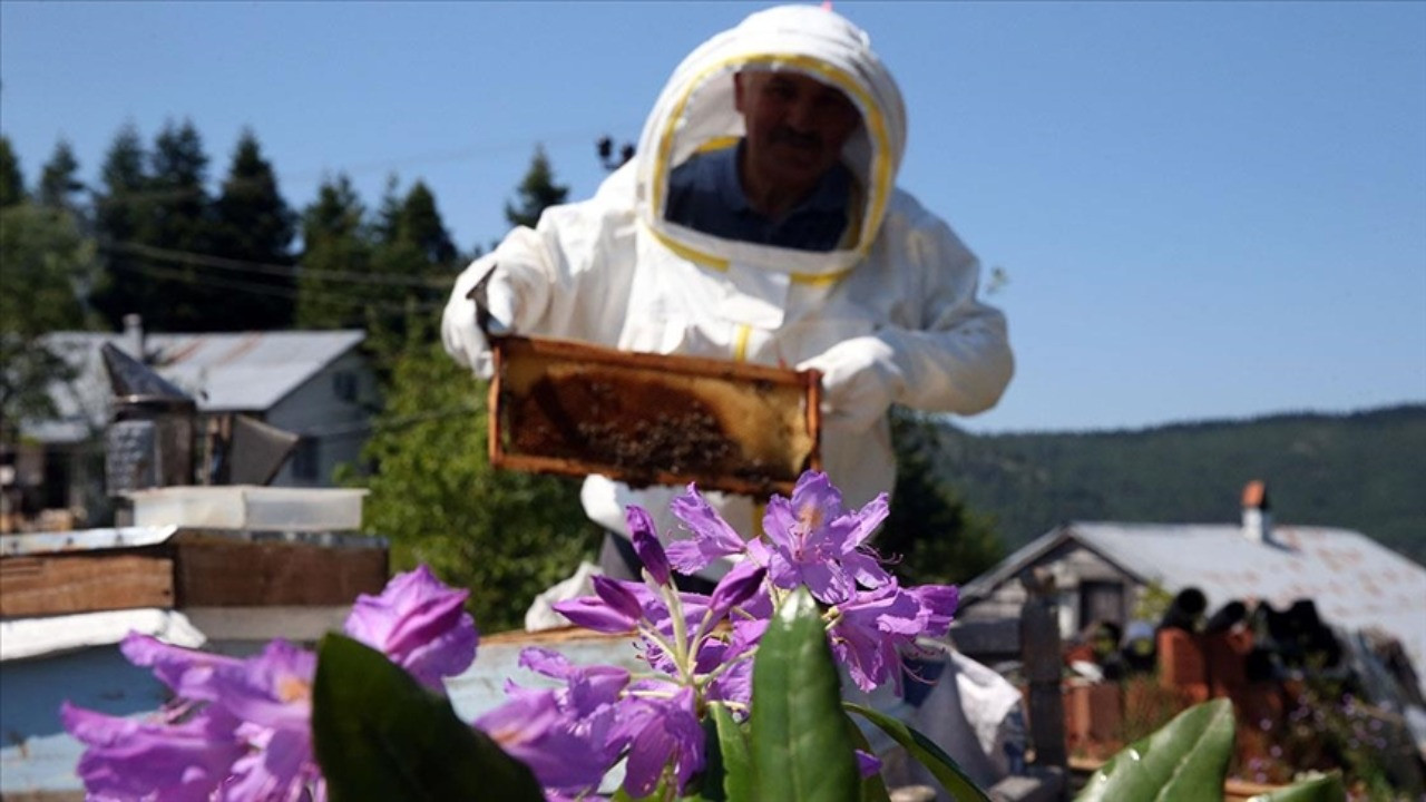 “Deli bal” tehlikesi yeniden gündemde! 4 kişi zehirlendi