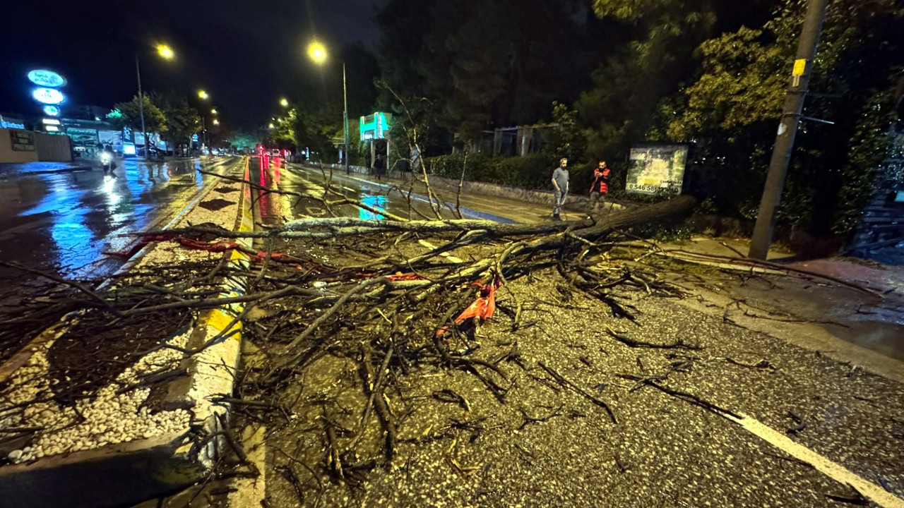 Edirne'de kuvvetli yağış sırasında ağaç yola devrildi