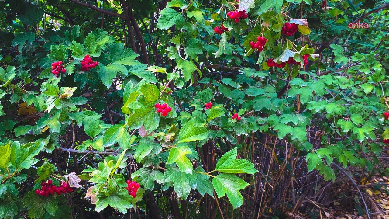 Kendi kendine yetişip şifa dağıtıyor: Gilamuru dalında kurudu, fiyatı uçtu