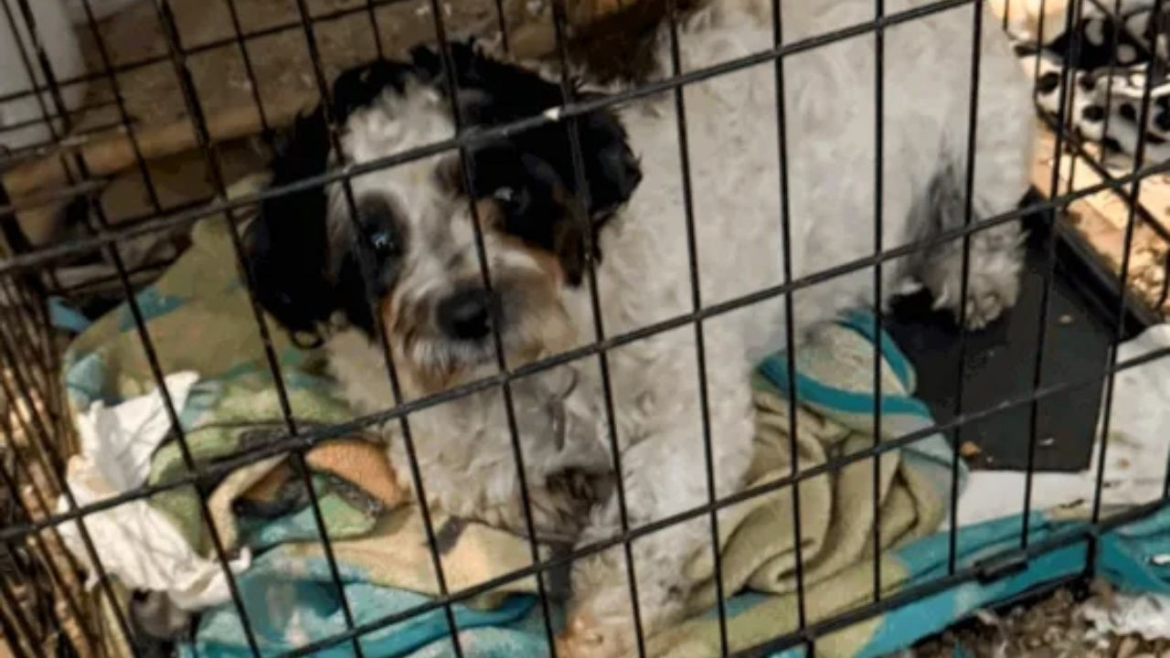 Kirpi, sincap, horoz... Evden tam 206 hayvan çıktı