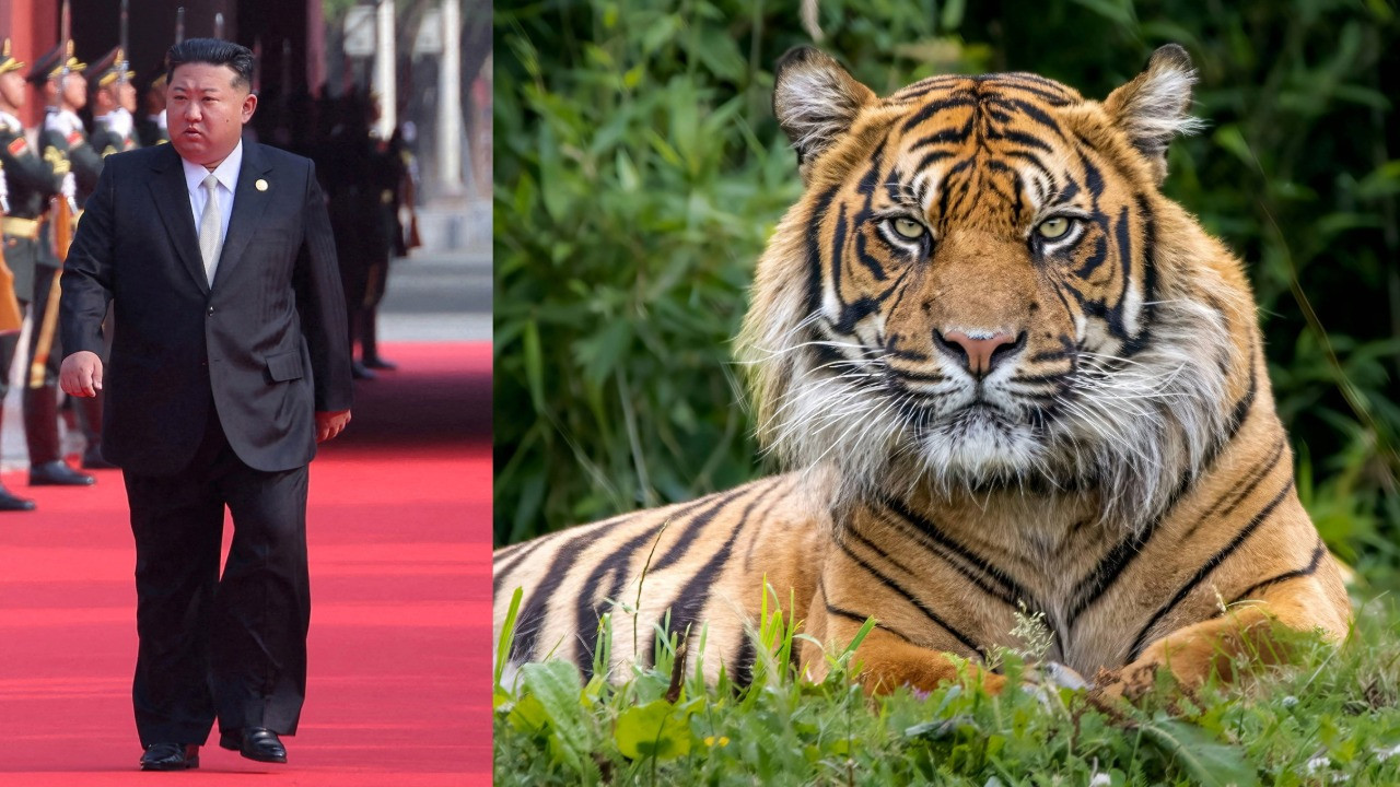 "Kuzey Koreliler aç kalmamak için kaplan yiyor"