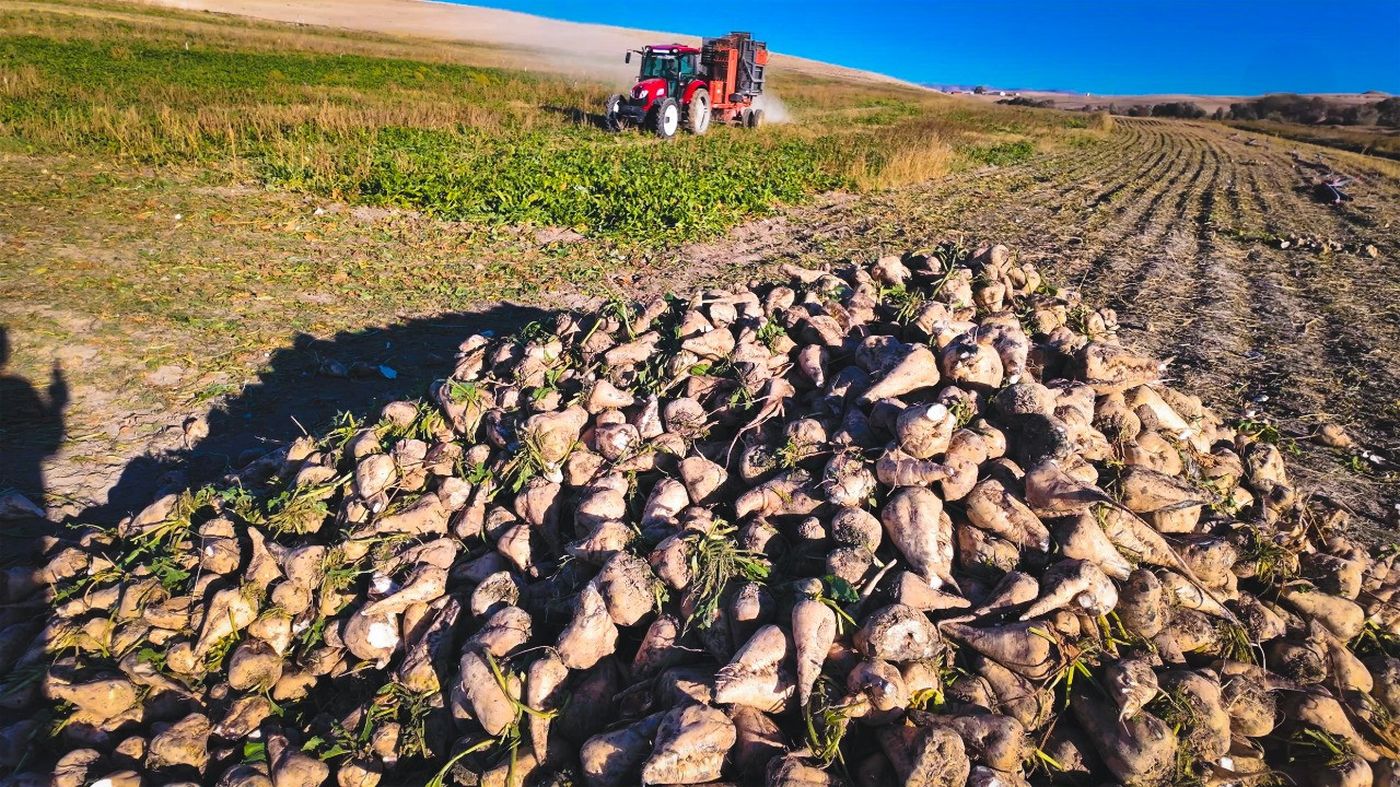 Rekabet Kurumu tohum sektörüne ceza yağdırdı