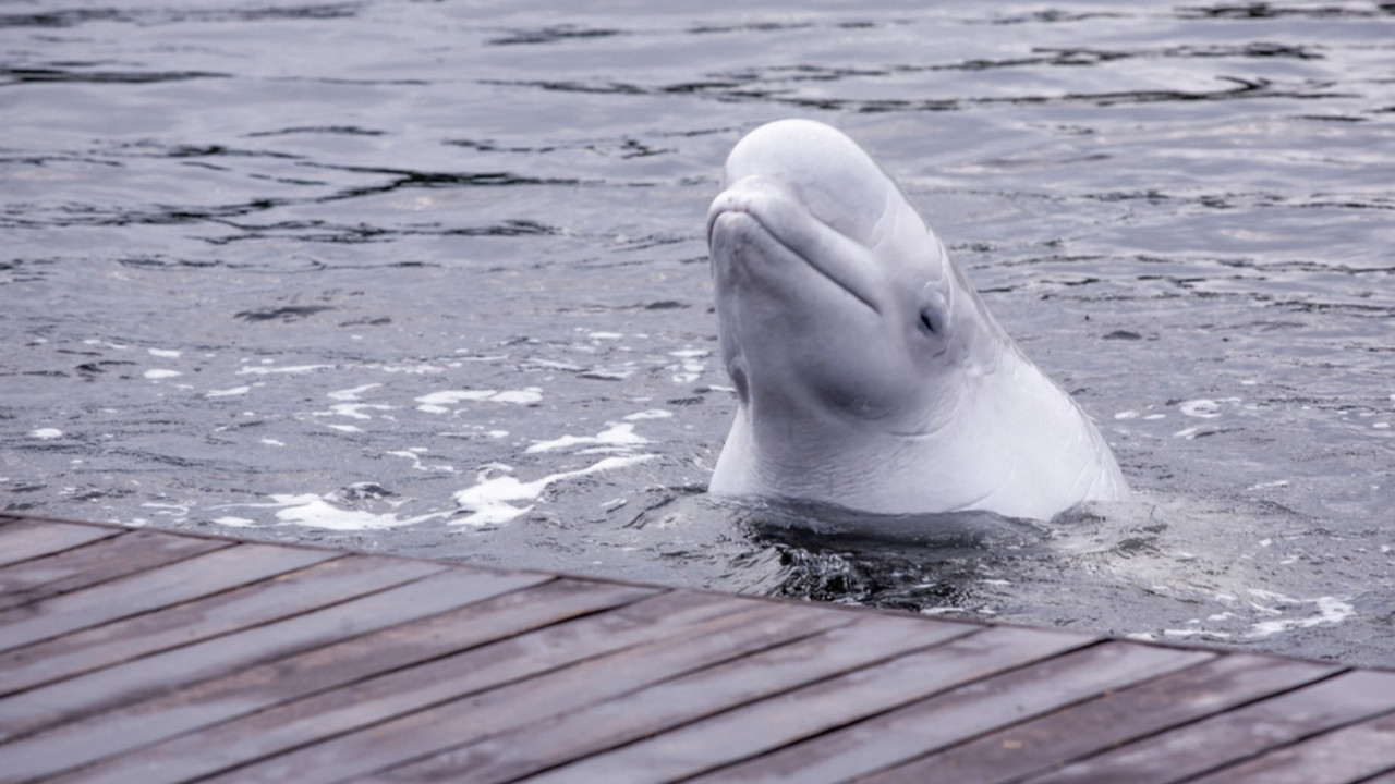 Kanada'da gündem balina katliamı: 'Ya para verirsiniz ya da öldürürüz'