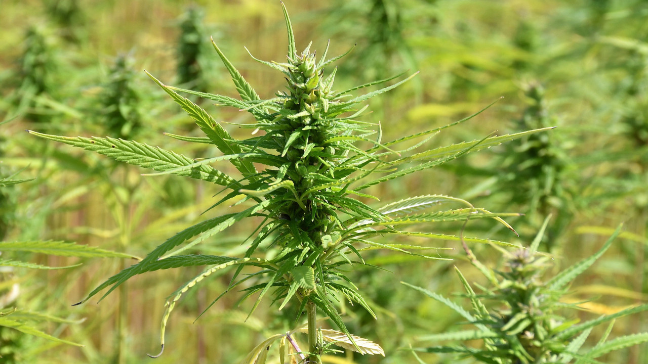 ABD’de trafik kazalarında ölen sürücülerin yüzde 40’ından fazlasının kanında esrar tespit edildi