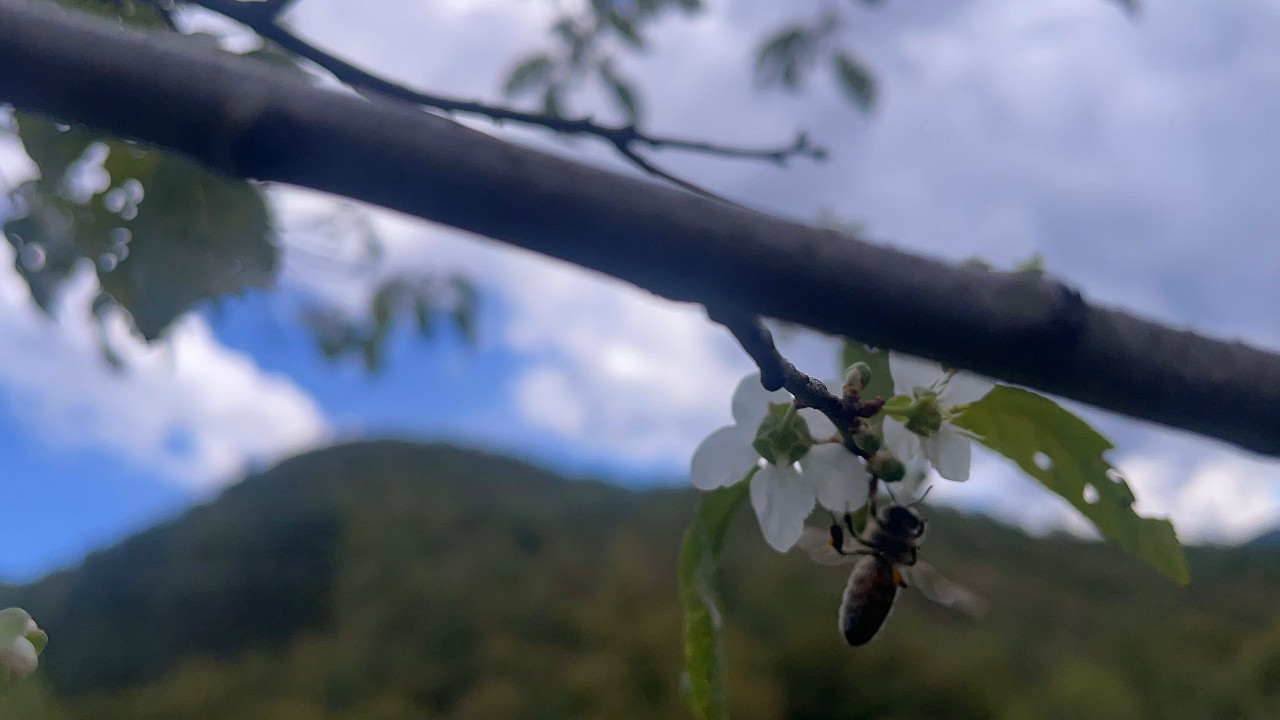 Ağaçlar yalancı bahara kandı