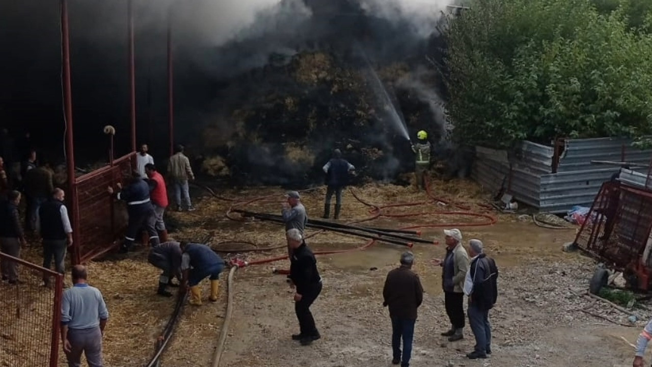 Ahırda çıkan yangında 170 küçükbaş hayvan öldü