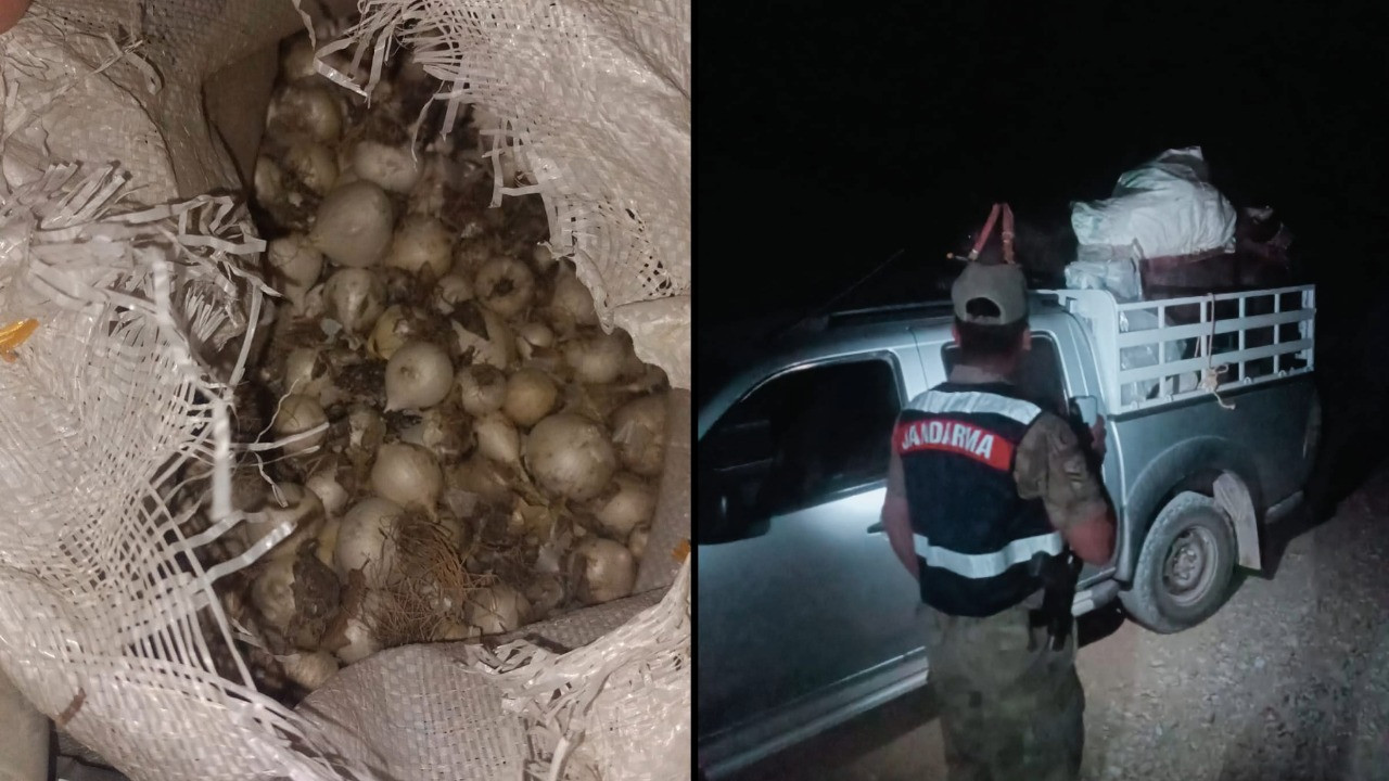 En acı sarımsak: Yarım milyon ödedi