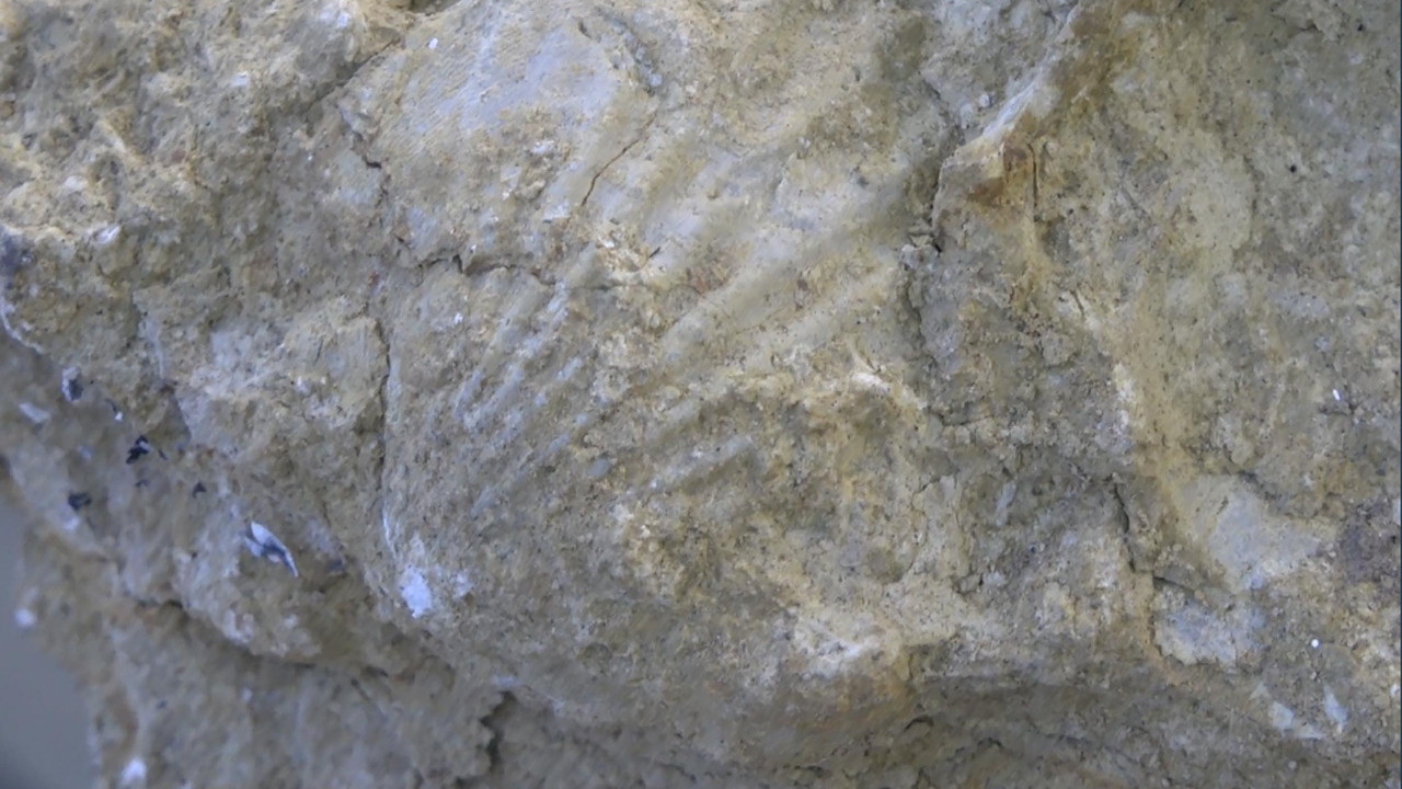 Erzurum’da 200 milyon yıllık deniz fosilleri bulundu