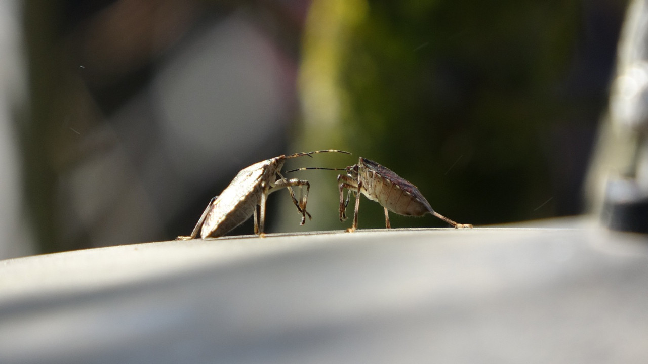 Fındıkta kokarca paniği