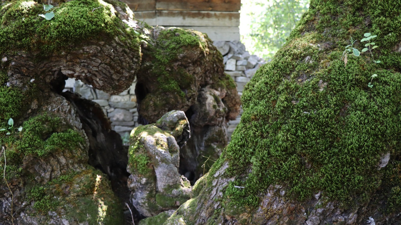 Gören dönüp bir daha baktı: 300 yıllık dut ağacında oluştu