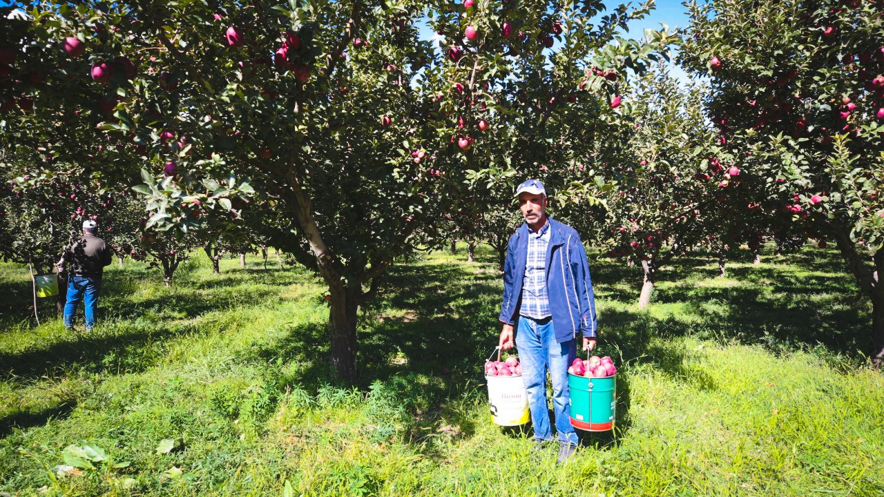 Hasat başladı: 100 milyon TL gelir bekleniyor