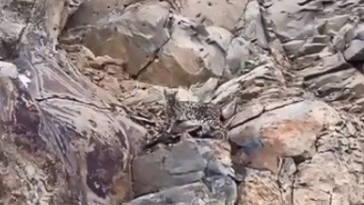 Ormanların hayaleti kamerada