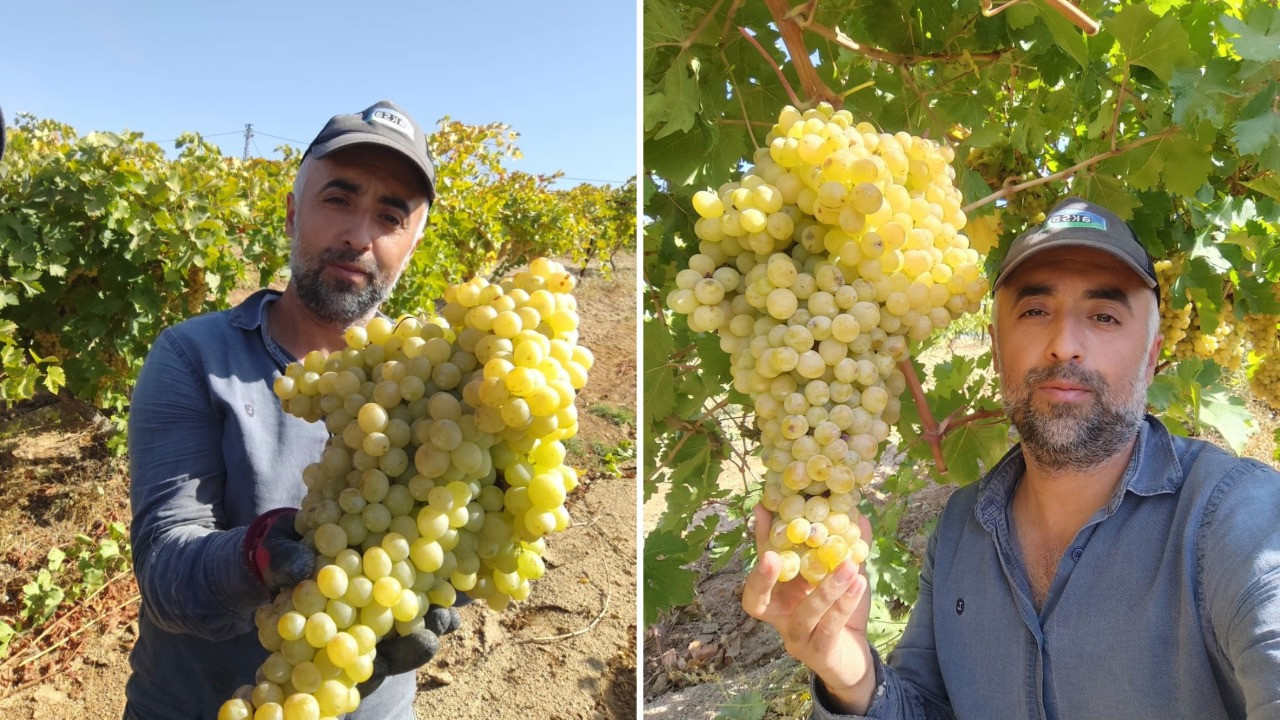 Bağbozumundan rekor çıktı: Salkımı neredeyse 5 kilo
