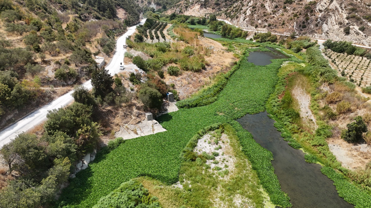 Asi Nehri'ni su sümbülleri kapladı