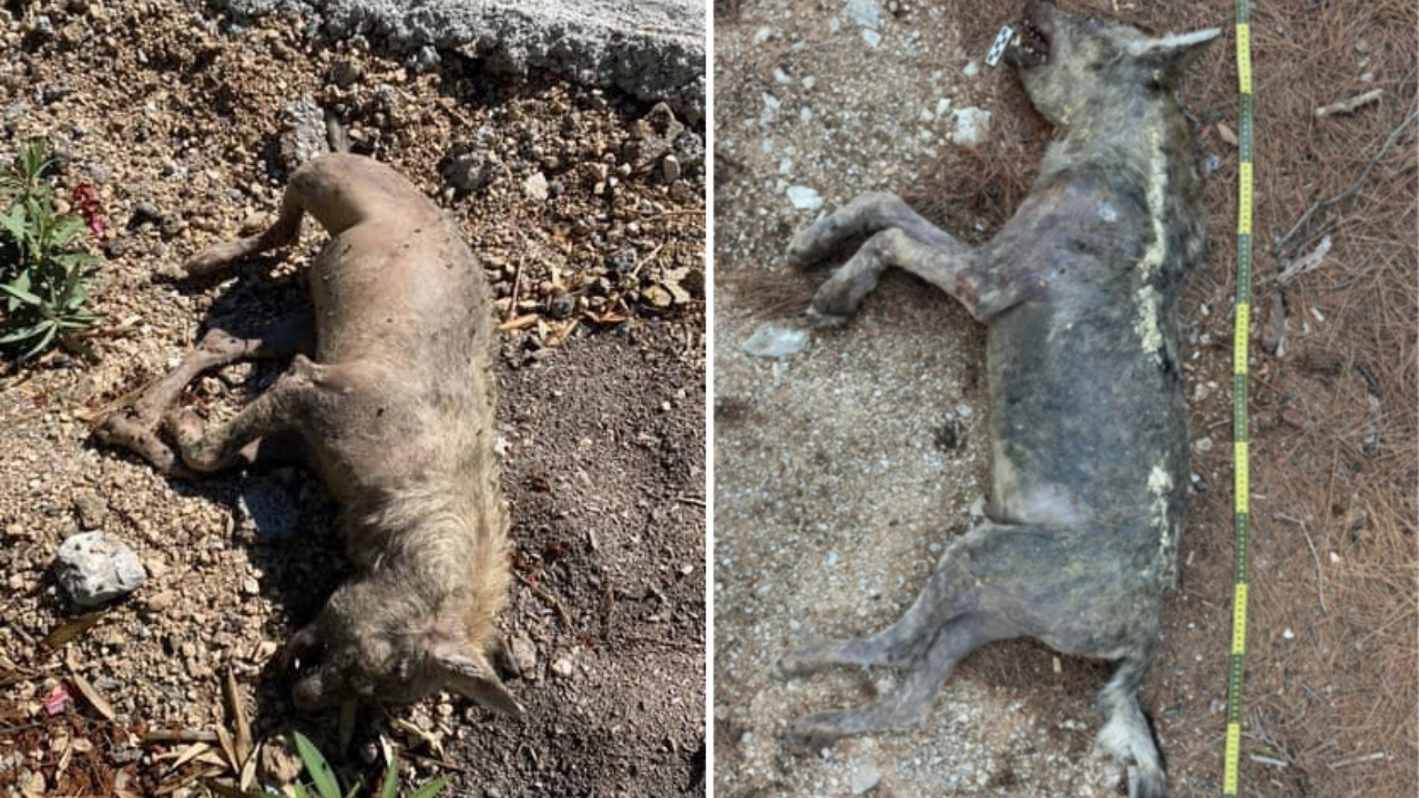 Sırtlan sanıldı, kurt çıktı: Köpekle çiftleşme ihtimali araştırılıyor