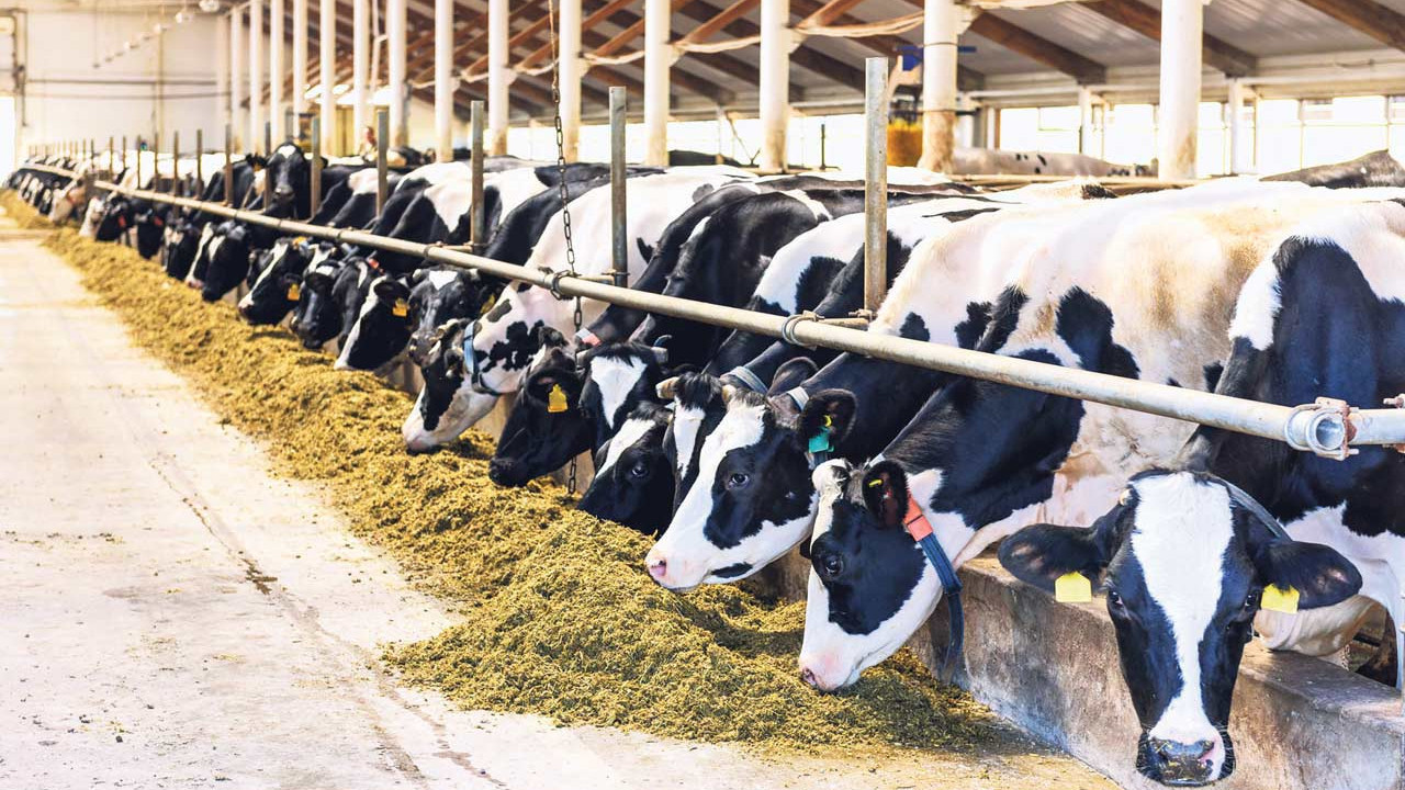 İnekler kesime gitti, süte zam yola çıktı