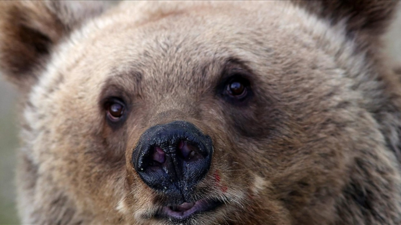 Ülkede ayı saldırıları alarmı