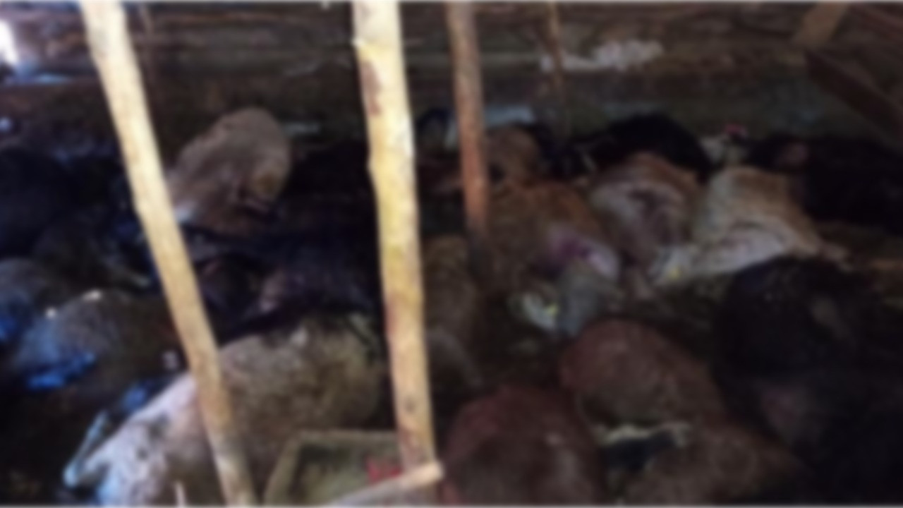 Ağıla yıldırım düştü: 45 hayvan öldü