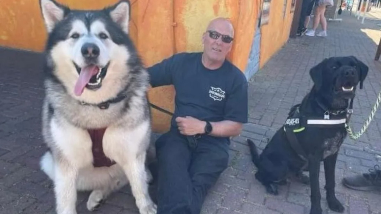 Durmadan büyüyen köpek şöhret oldu
