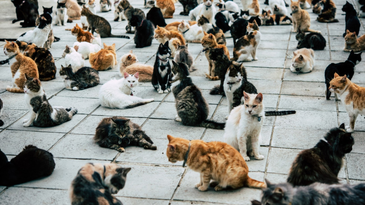 Güney Kıbrıs'ta kriz: Kedilerin sayısı, insan nüfusunu geçti