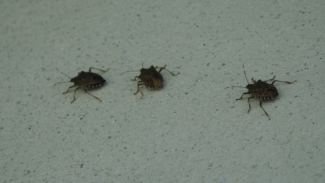 Prof. Dr. Tevfik Özlü uyardı: Kahverengi kokarcaya elinizi sürmeyin