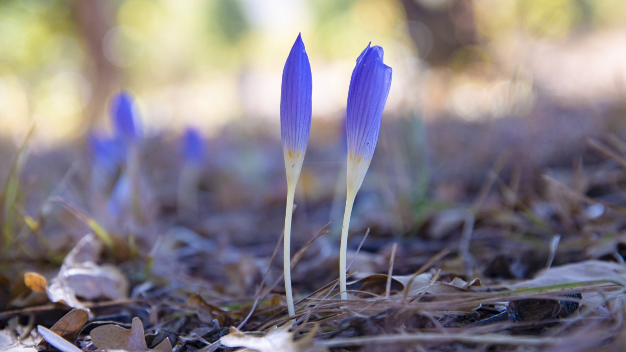 Tunceli'de kışın habercisi çiçekler açtı