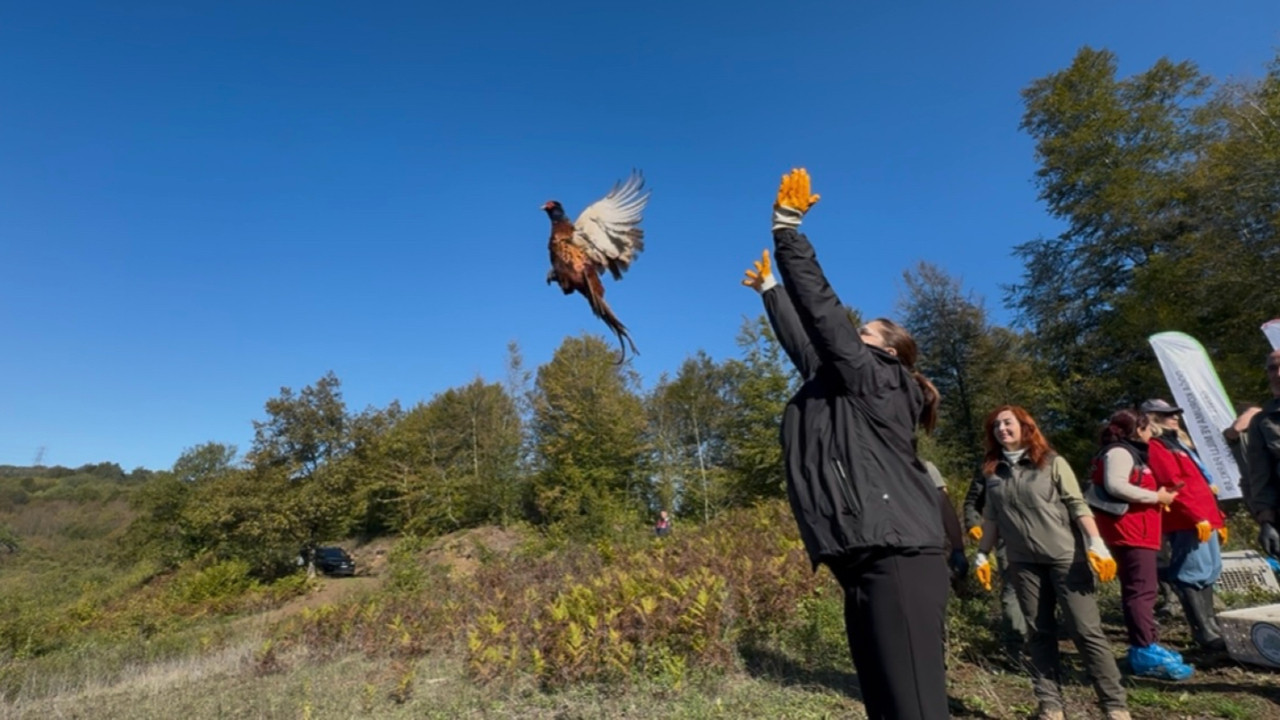 Kahverengi kokarcayla mücadele için doğaya salındılar
