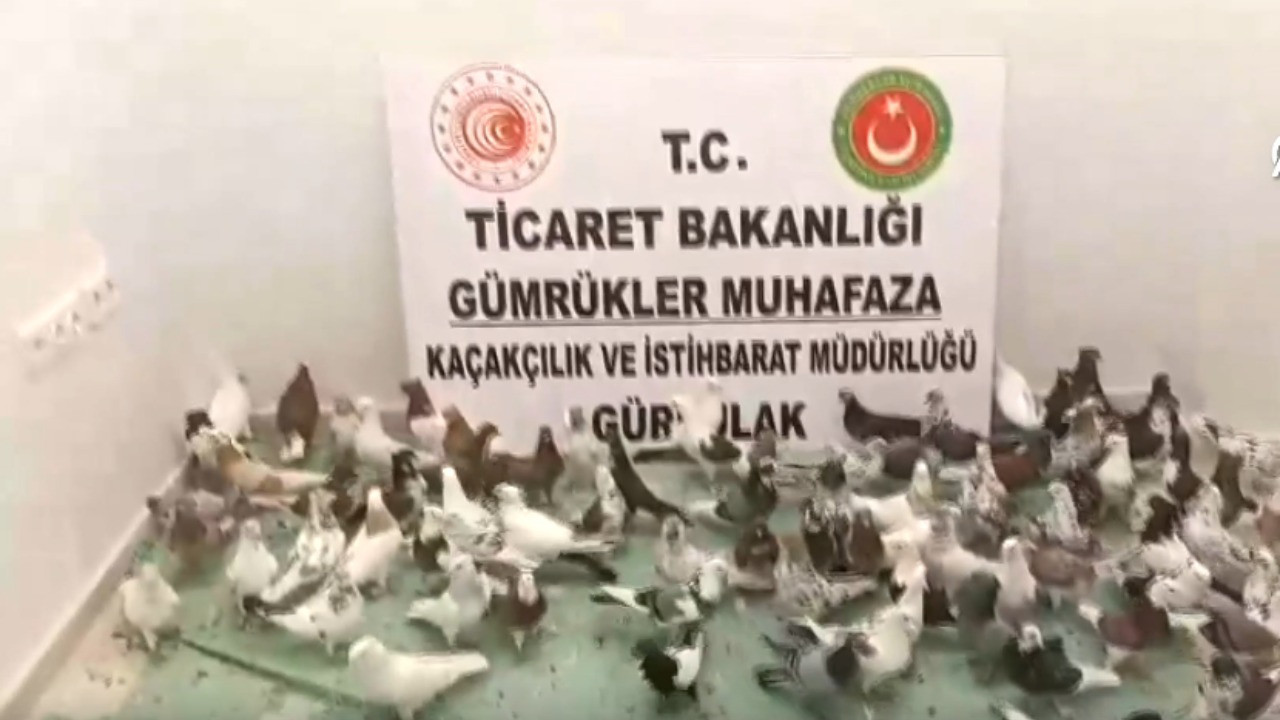 Sınırda 85 adet 'cancan' ele geçirildi