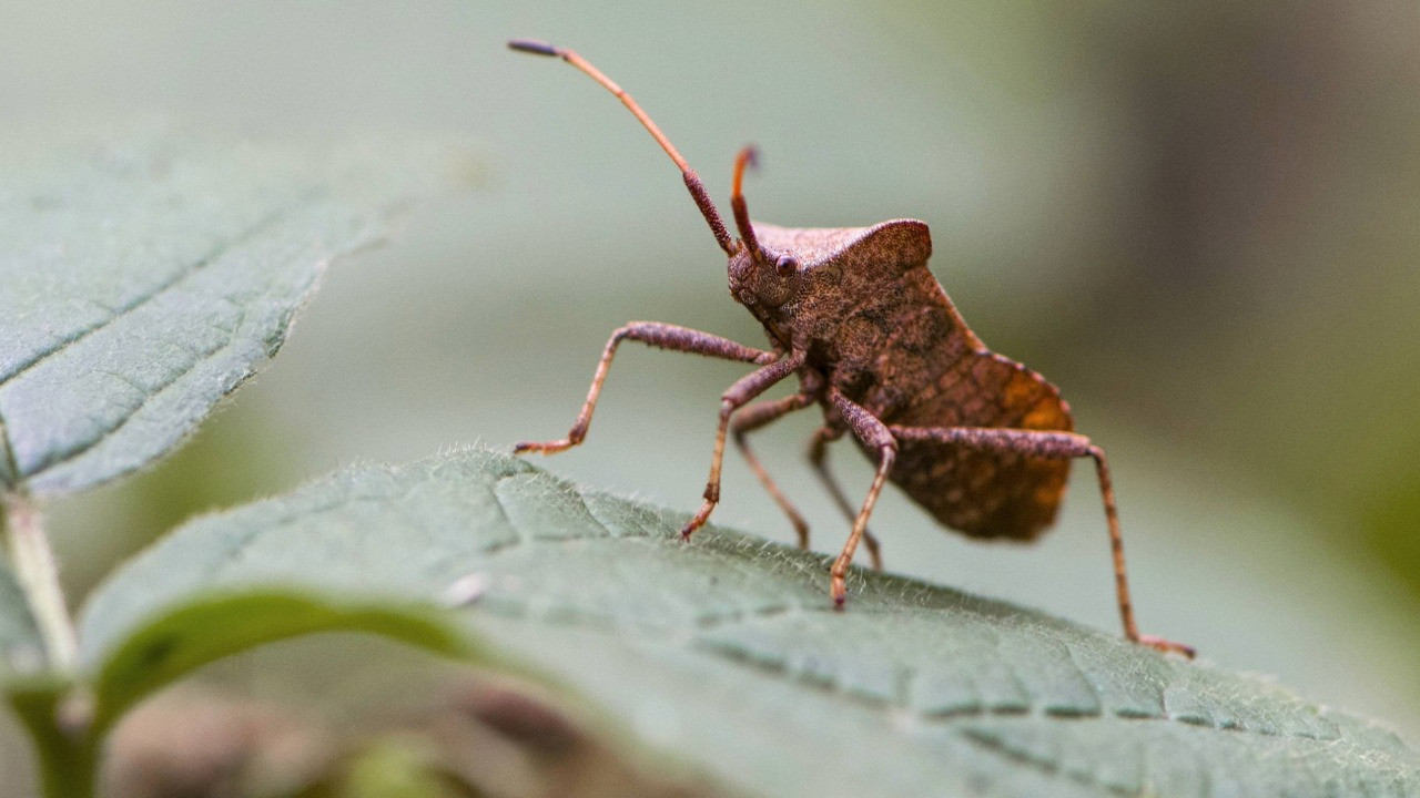Tarımda kokarca afeti