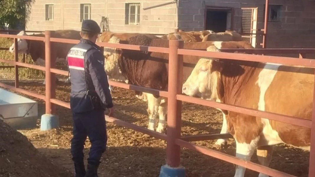 Boğanın sıkıştırdığı adam öldü