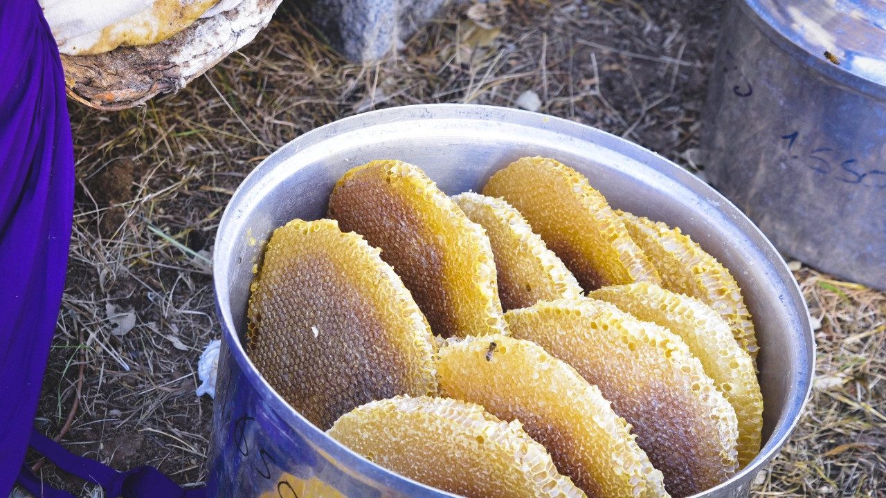 Hasat başladı: Kilosu 3 bin 500 TL