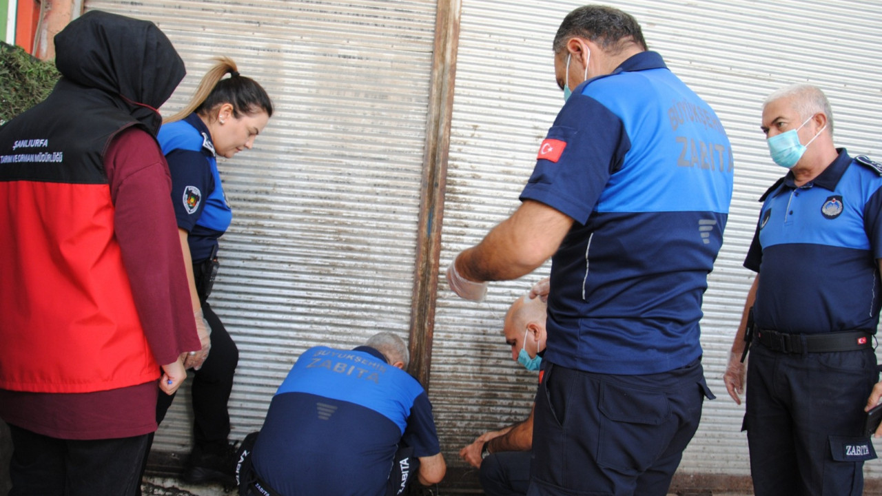 Şanlıurfa’da çürümüş et skandalı: 1 ton bozuk et ele geçirildi