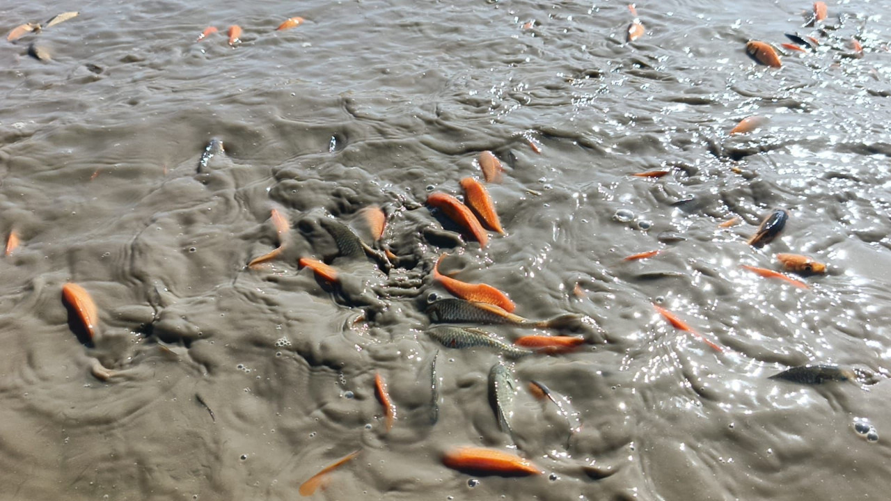 Göletteki su çekilince binlerce balık oksijensiz kaldı