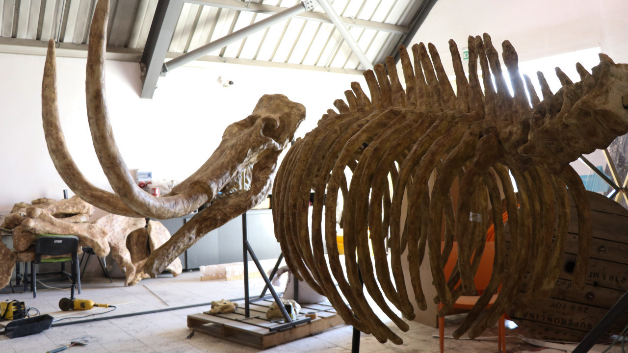 7,7 milyon yıllık hayvan fosillerinin eksik uzuvları 3D yazıcılarla tamamlanıyor