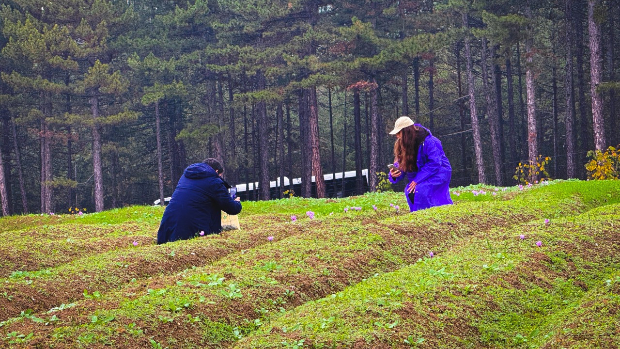 Hasat başladı: Kilosu 600 bin TL'den satılacak