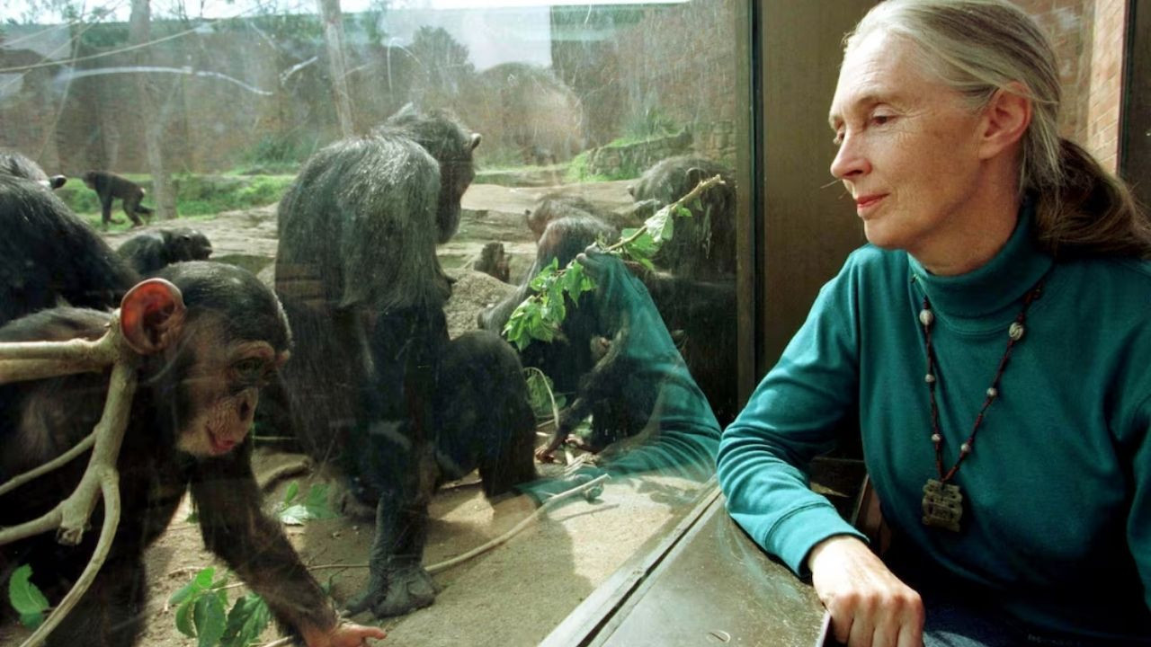 Jane Goodall'ın ölüm nedeni belli oldu
