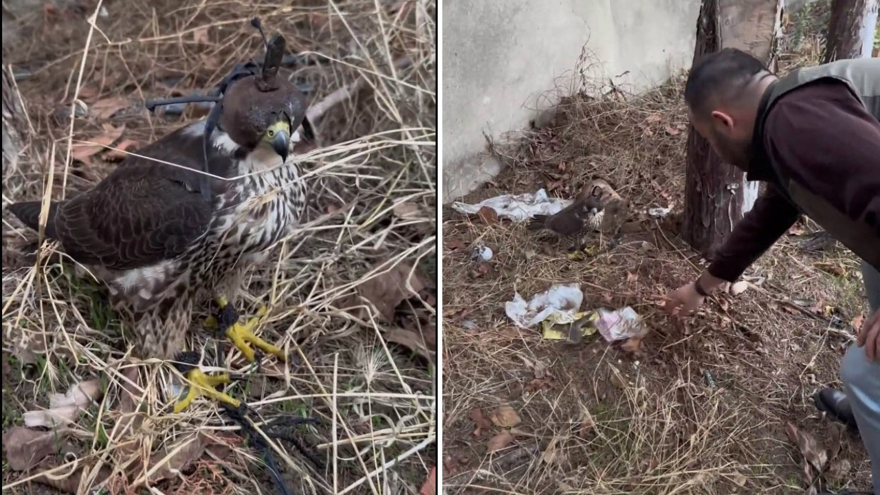 Silivri’de yasa dışı kuş ticaretine 1,5 milyon TL ceza