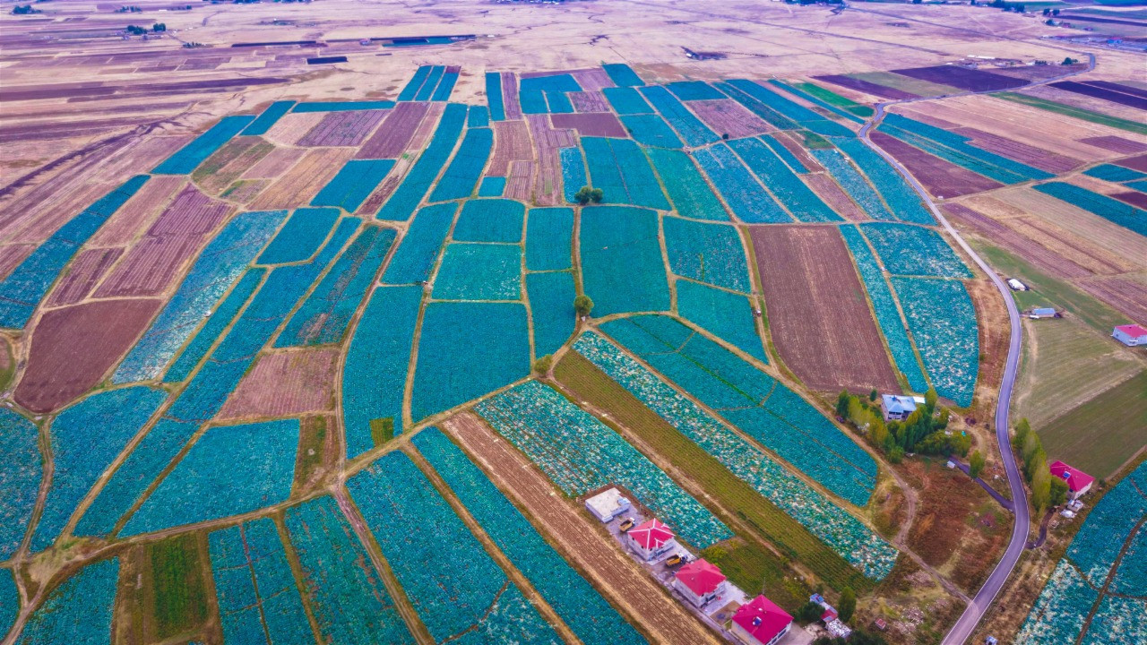 Hasat başladı: 150 milyon TL gelir bekleniyor