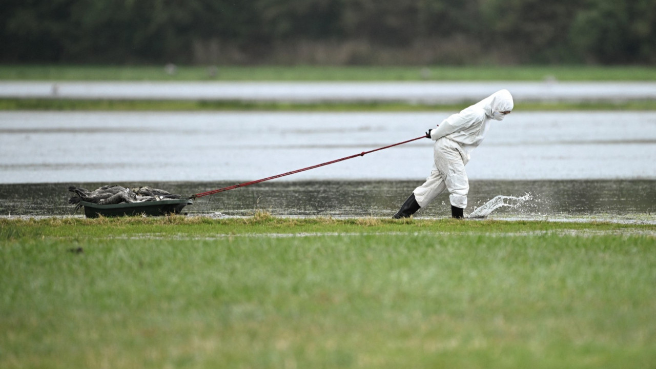 Slovakya ve Japonya'da kuş gribi salgını