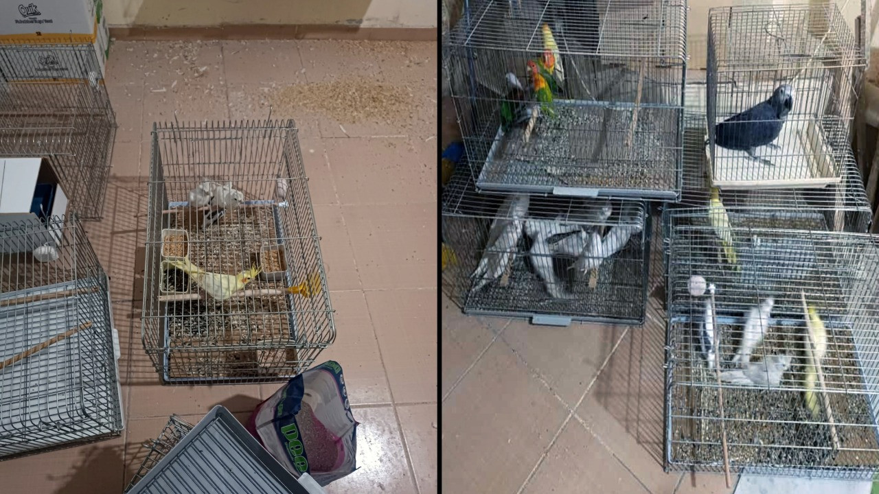 Afrika papağanları Tekirdağ'da yakalandı