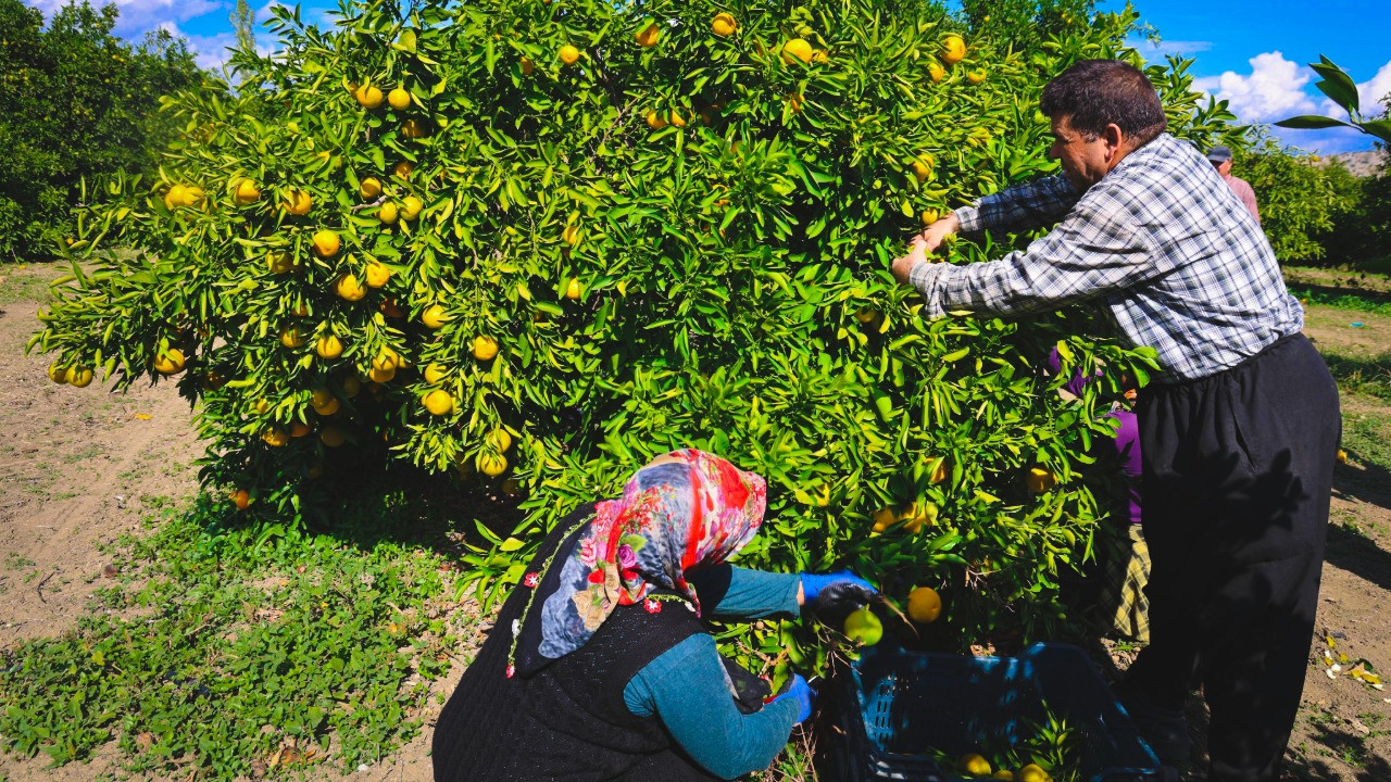 Dert yandı: Kilosu 15 TL'den 8 TL'ye düştü, iş bulamıyoruz