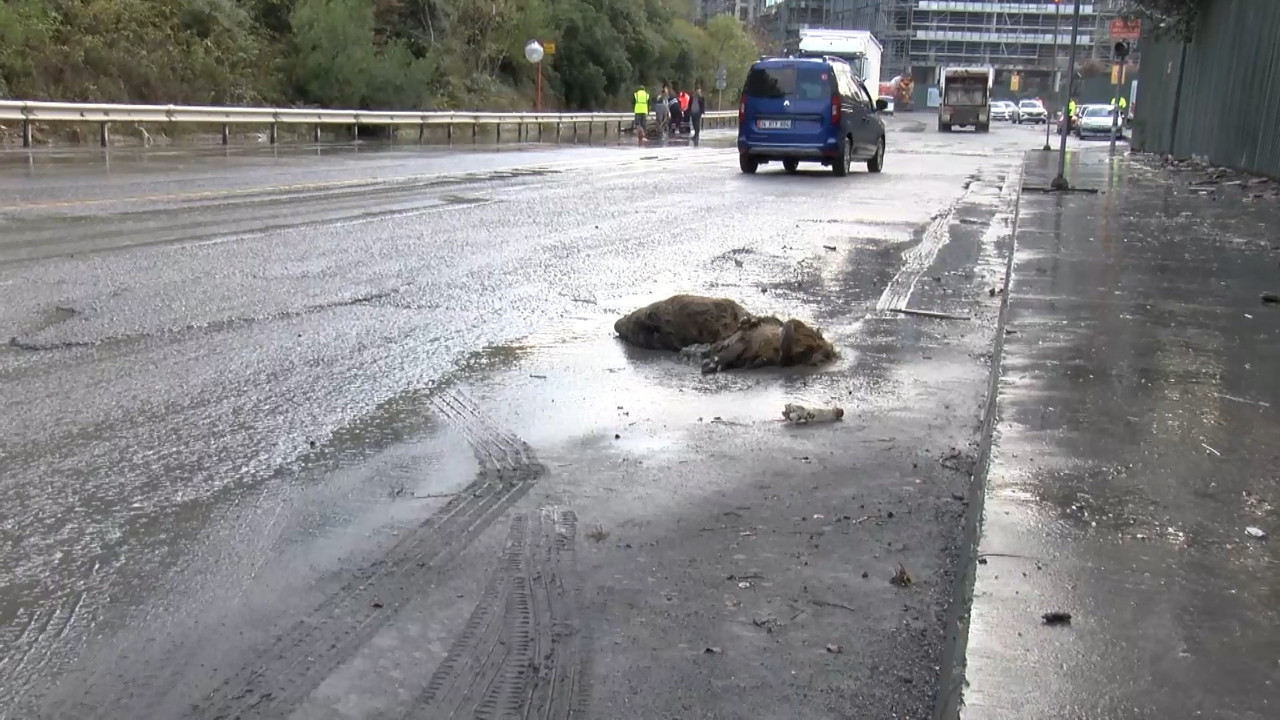 İstanbul'da domuz yağan yağmurda boğuldu